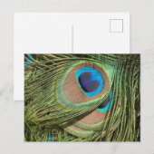 Postale Peacock Feathers Close Up do-it-yourself carte pos (Devant / Derrière)