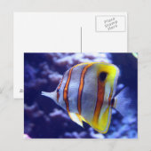 POSTALE PÊCHER LA CARTE POISSON (Devant / Derrière)