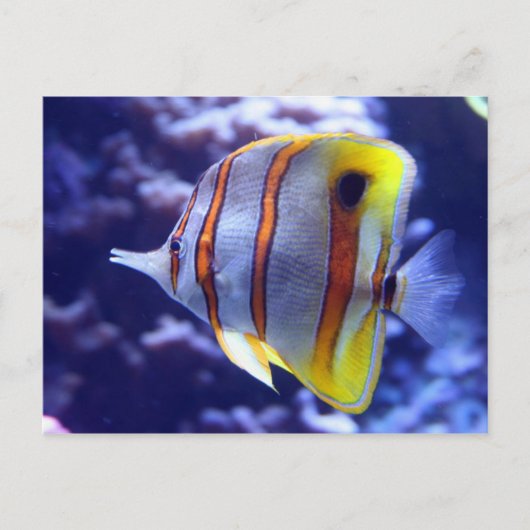 POSTALE PÊCHER LA CARTE POISSON (Devant)