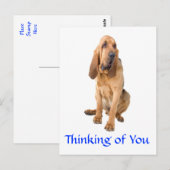 Postale Penser à vous Bloodhound Chig Greeting Carte posta (Devant / Derrière)