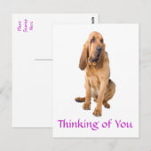 Postale Penser à vous Bloodhound Chig Greeting Carte posta (Devant / Derrière)