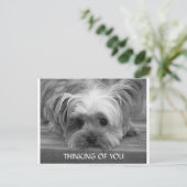Postale Penser à vous Yorkshire Terrier Puppy carte postal (Debout devant)