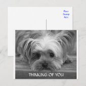 Postale Penser à vous Yorkshire Terrier Puppy carte postal (Devant / Derrière)