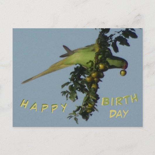 Postale Perroquet à collier mangeant une carte de bonne an (Devant)