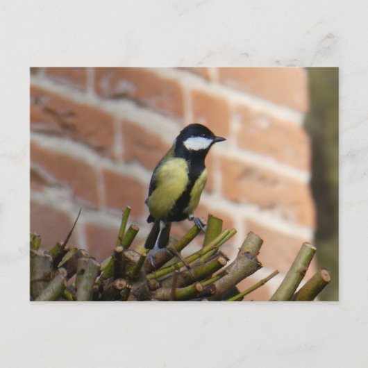 Postale Petit oiseau mignon sur do-it-yourself carte posta (Devant)