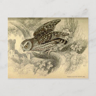 Postale Petite chouette : Carte d'illustration de vintage