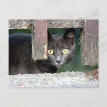 Photo cat, animal de compagnie, animaux . carte po