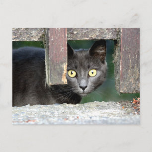 Postale Photo cat, animal de compagnie, animaux . carte po