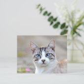 Postale Photo cat, animal de compagnie, animaux . carte po (Debout devant)