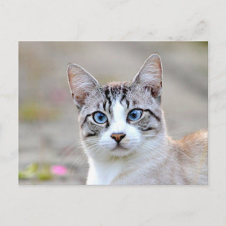 Postale Photo cat, animal de compagnie, animaux . carte po