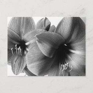 Postale Photo de carte de vœux avec deux fleurs d'Amarylli