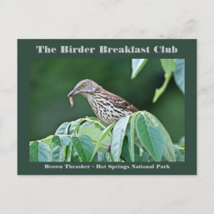 Postale Photographie de la nature Carte d'oiseau Brown Thr