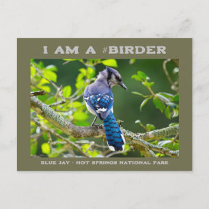 Postale Photographie de la nature Carte d'oiseau Shy Blue 