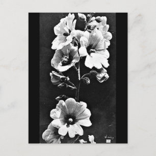 Postale Photographie Vintage carte postale-Charles Aubry 2