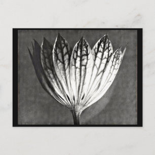 Postale Photographie Vintage carte postale-Karl Blossfeldt
