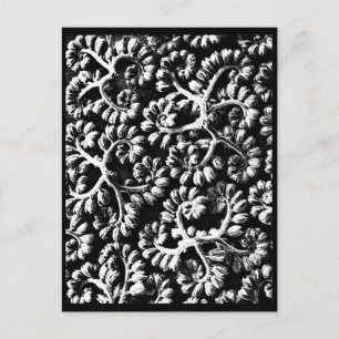 Postale Photographie Vintage carte postale-Karl Blossfeldt