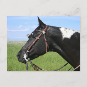 POSTALE PINTO HORSE POST CARTE