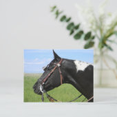 POSTALE PINTO HORSE POST CARTE (Debout devant)