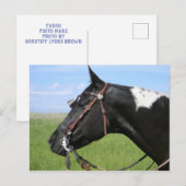 POSTALE PINTO HORSE POST CARTE (Devant / Derrière)