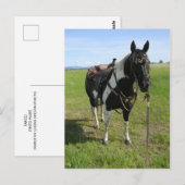 POSTALE PINTO HORSE POST CARTE (Devant / Derrière)