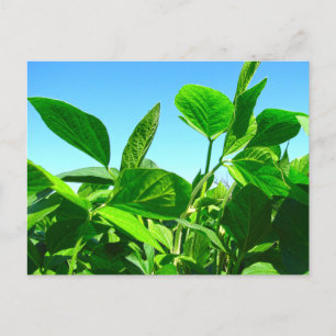 Postale Plantes de soja poussant sous un ciel bleu Carte p