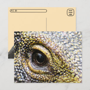 Postale Point de passage - Crocodile Moniteur Lizard Carte