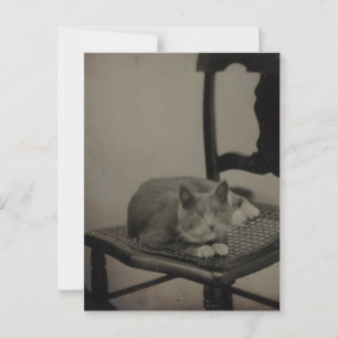 Postale Portrait d'un chat Photographie Vintage Carte post