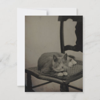 Postale Portrait d'un chat Photographie Vintage Carte post