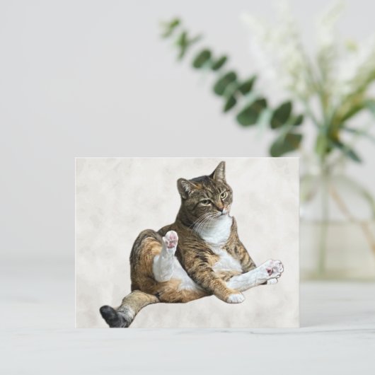 Postale Postcrossing - Pose de chat ridicule - Carte posta (Debout devant)