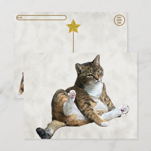 Postale Postcrossing - Pose de chat ridicule - Carte posta (Devant / Derrière)