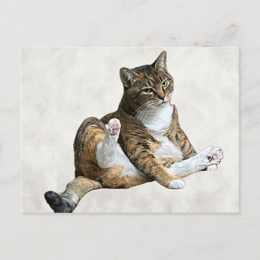 Postale Postcrossing - Pose de chat ridicule - Carte posta (Devant)