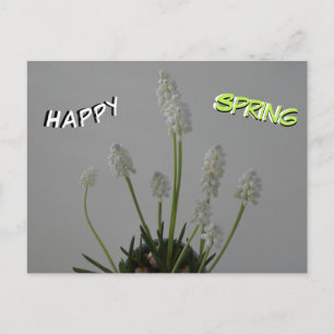 Postale Poussière d'Hyacinthes de Raisin Blanc. Carte post