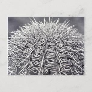 Postale Pricks Cactus Sonoran Desert B&W Photo Carte posta