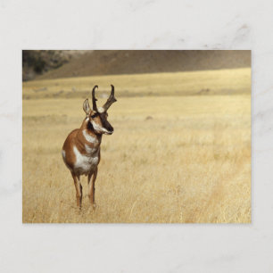 Postale Pronghorn Antelope Wildlife Series # 9 Carte posta