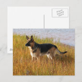 Postale Pure Bred German Shepherd'une photo sur carte post (Devant / Derrière)