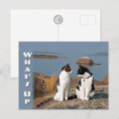 Postale Quoi de neuf CC0553 Chat conversation Carte postal (Devant / Derrière)