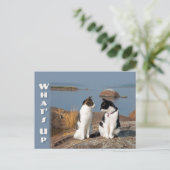 Postale Quoi de neuf CC0553 Chat conversation Carte postal (Debout devant)