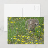 Postale Rabbit en Fleur sauvage do-it-yourself carte posta (Devant / Derrière)