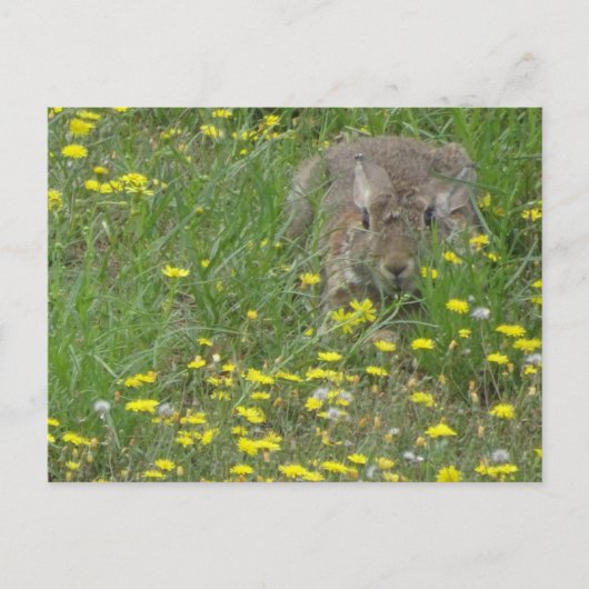 Postale Rabbit en Fleur sauvage do-it-yourself carte posta (Devant)