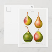 POSTALE REDOUTÉ ILLUSTRATION BOTANIQUE DES "PEARS" CARTE P (Devant / Derrière)