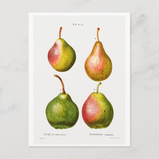 POSTALE REDOUTÉ ILLUSTRATION BOTANIQUE DES "PEARS" CARTE P (Devant)