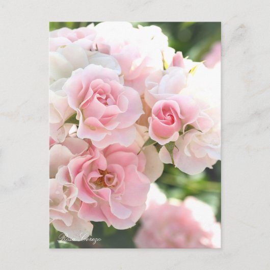 Postale Rosa Cerezo : Carte Postale_ver.2.0 (Devant)