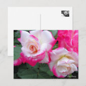 Postale Rosa Destiny ［ carte postale] (Devant / Derrière)