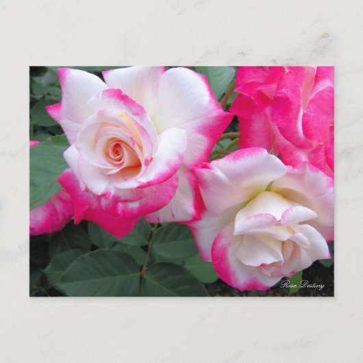 Postale Rosa Destiny ［ carte postale] (Devant)