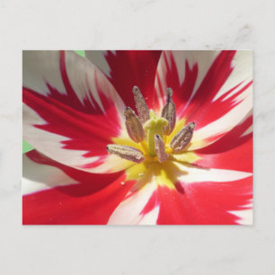 Postale Rouge blanc Tulipe Fermer do-it-yourself carte pos