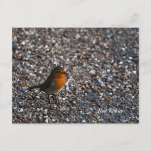 Postale Rouge-gorge sur des galets dans le jardin Carte po