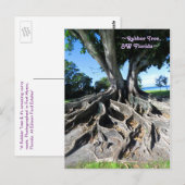 Postale Rubber tree Racines Courbées Fort Myers Carte post (Devant / Derrière)