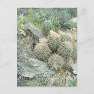 Postale Saguaro Swirl Cactus Sonora Arizona Photo Carte po