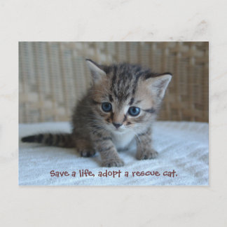 Postale Sauver une vie, adopter un chat secouru. carte pos
