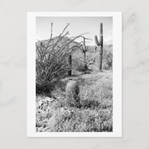 Postale Sonoran Cactus Desert Garden B&W Photo Carte posta